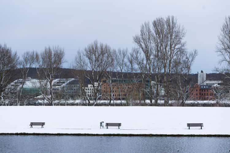 Rheinaue, Bonn