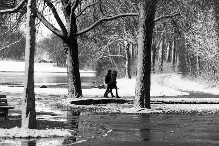 Rheinaue, Bonn