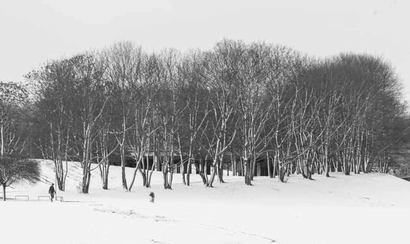 Rheinaue, Bonn