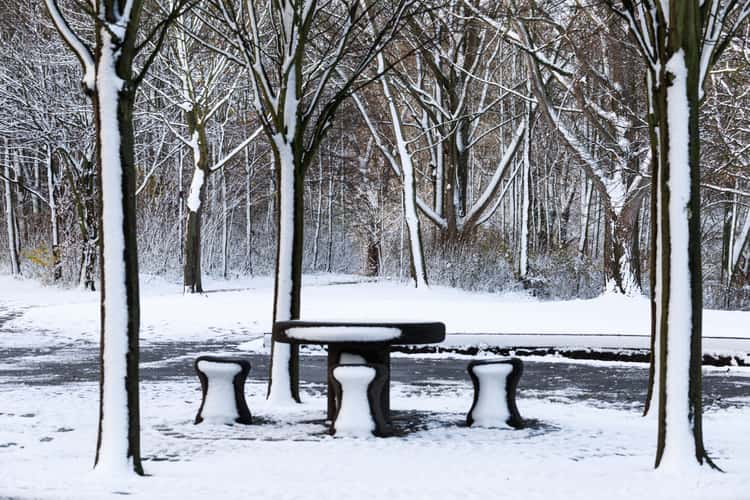 Rheinaue, Bonn