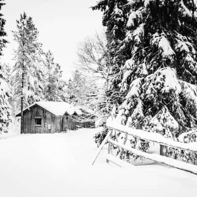 Rovaniemi forest, Tiarvantie road, Rovaniemi, Finland, Finland