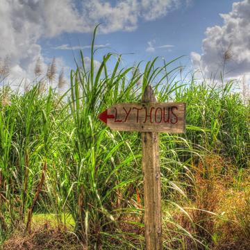 Sugar Cane Field, Duckenfield, Jamaica, Jamaica