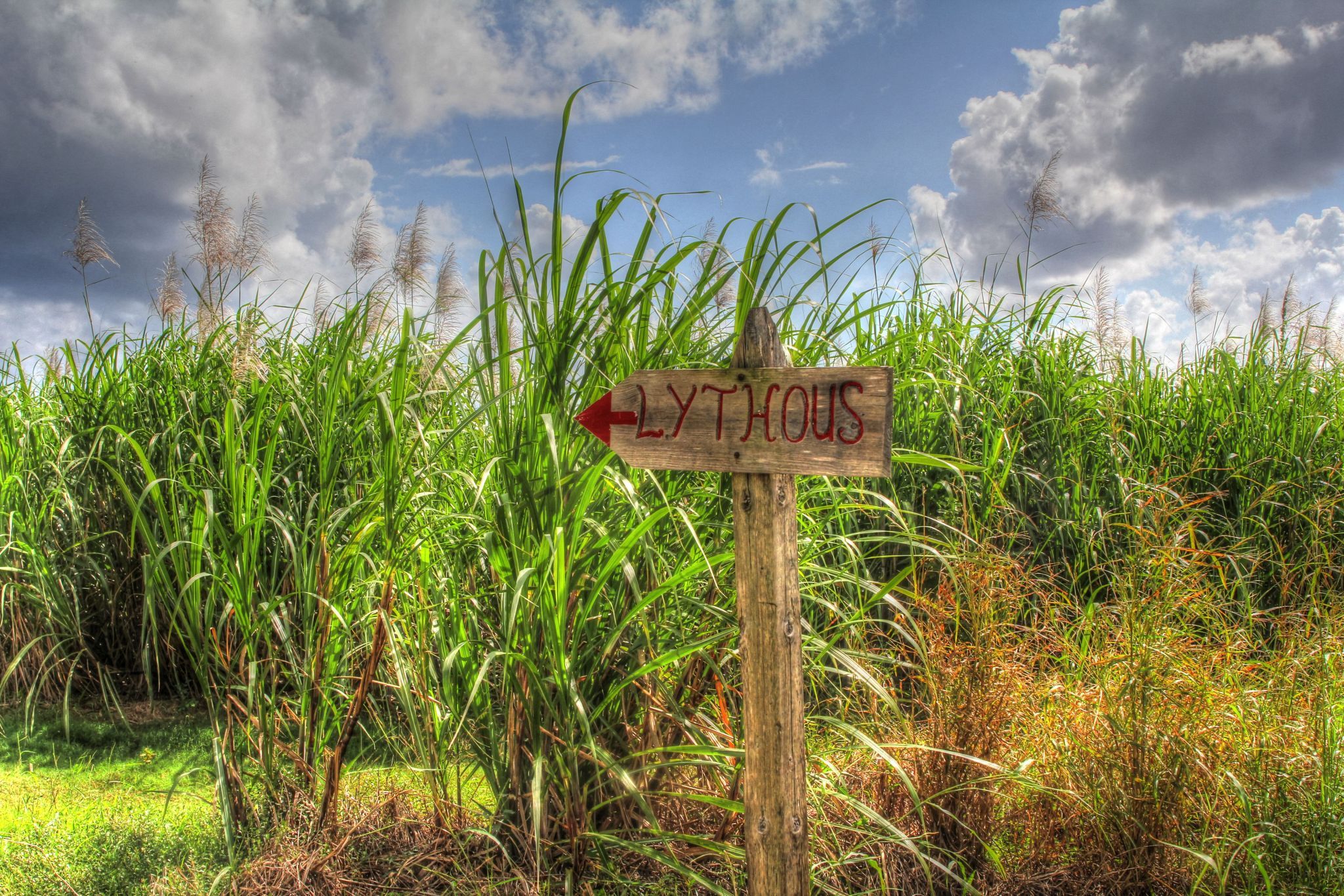 Sugar Cane Field, Duckenfield, Jamaica, Jamaica