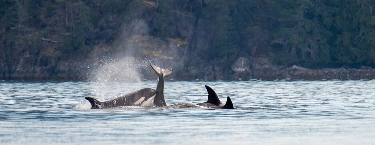 Vancouver Island (Northern)
