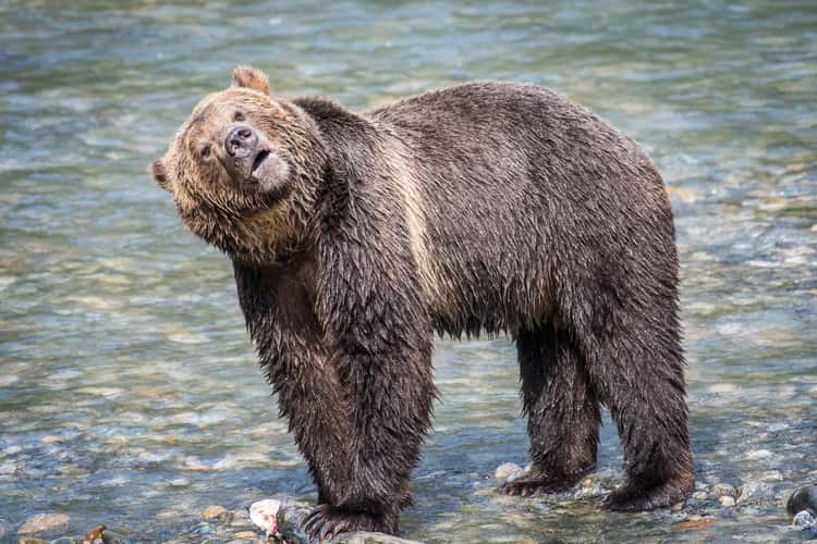 Vancouver Island (Northern)