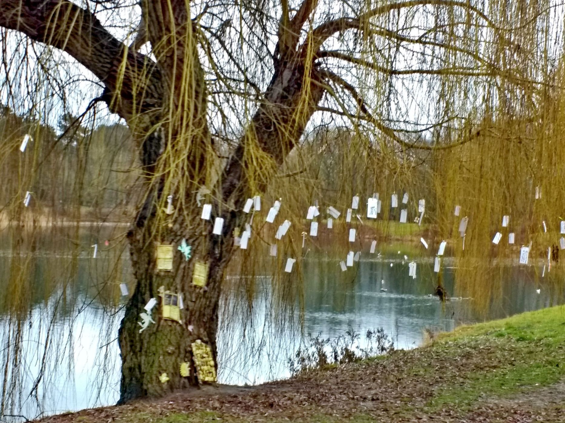 Wunschbaum, Stadtpark Magdeburg, Germany