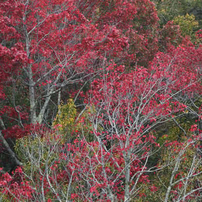 A Brush with Fall, New Hampshire, USA