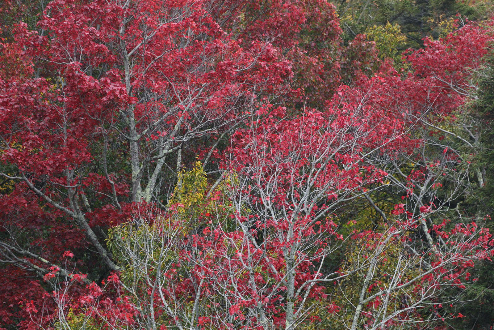 A Brush with Fall, New Hampshire, USA
