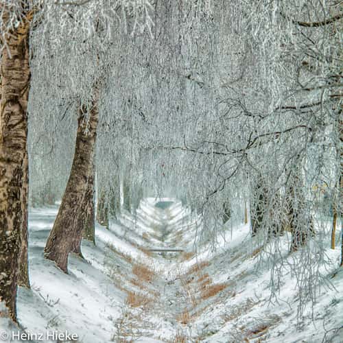 Allee
