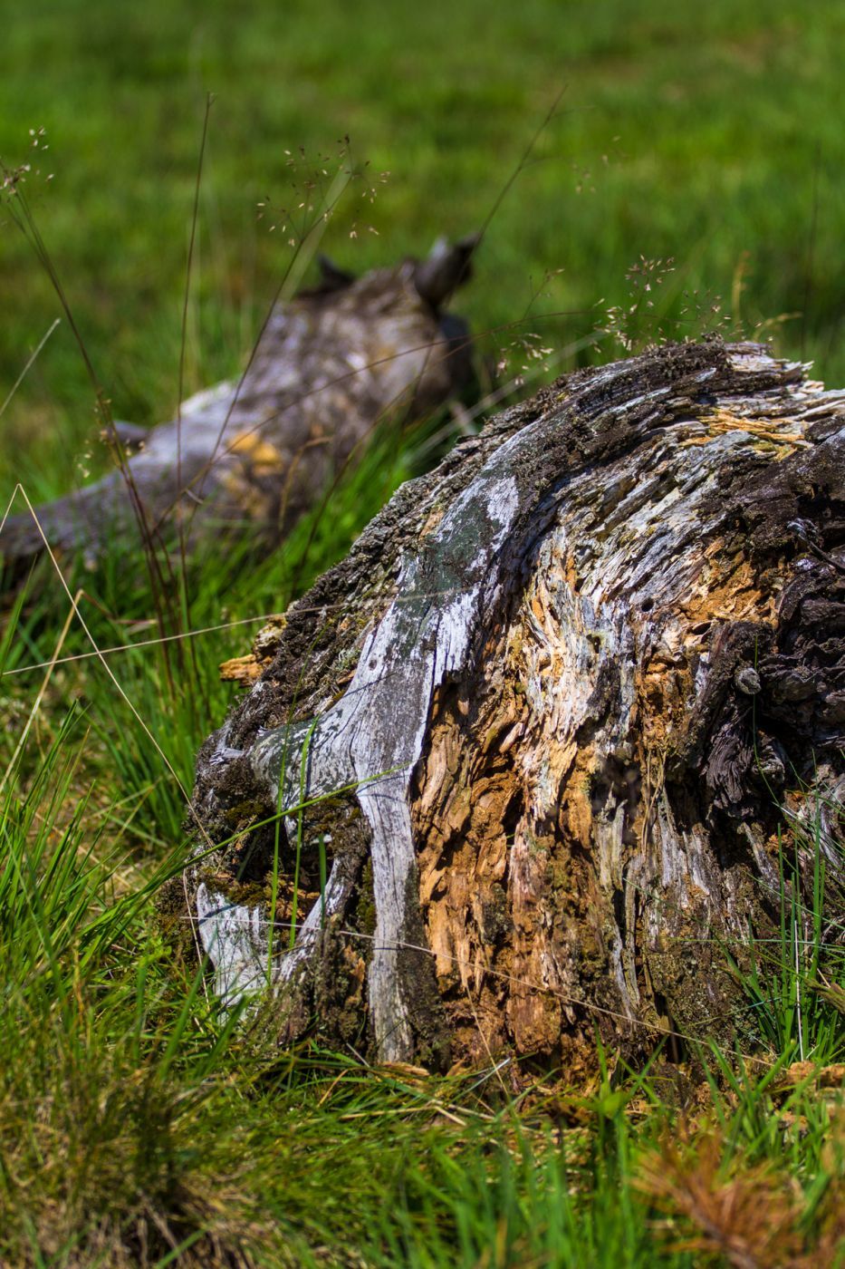 Deadwood at Wietingsmoor, Germany