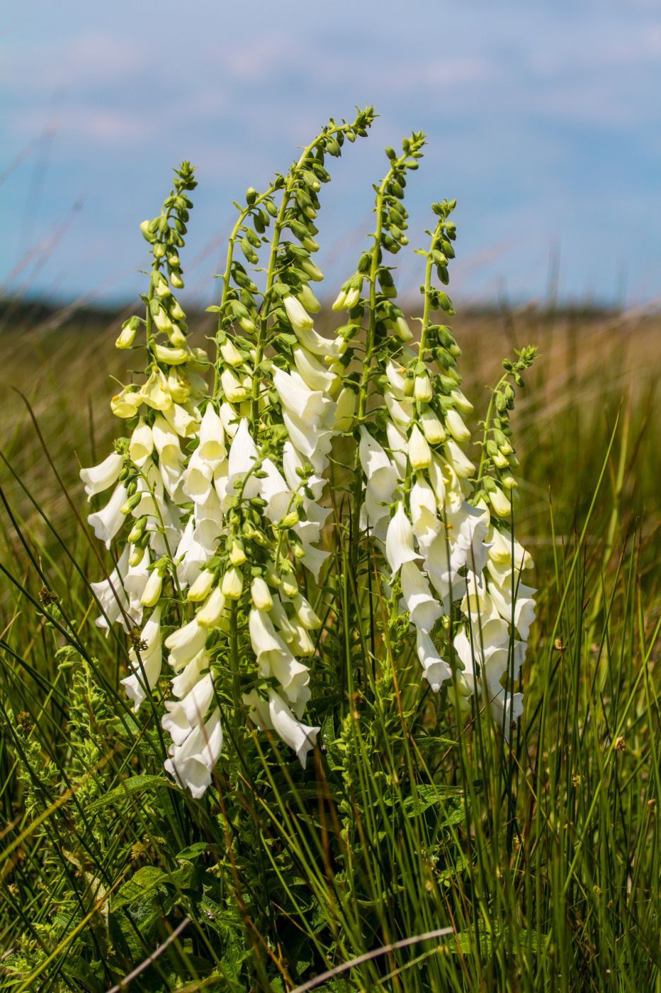 Digitalis grandiflora, Germany