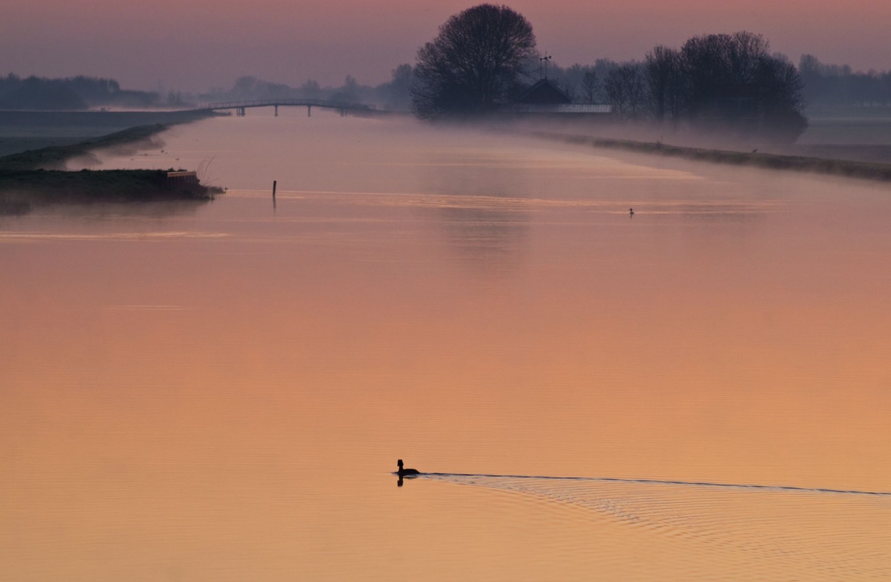 Dutch 'Polder' view (cultivated water / meadow), Netherlands