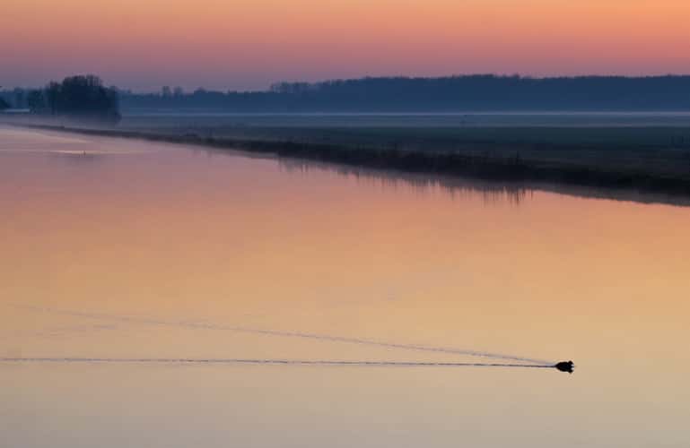 Dutch 'Polder' view (cultivated water / meadow)
