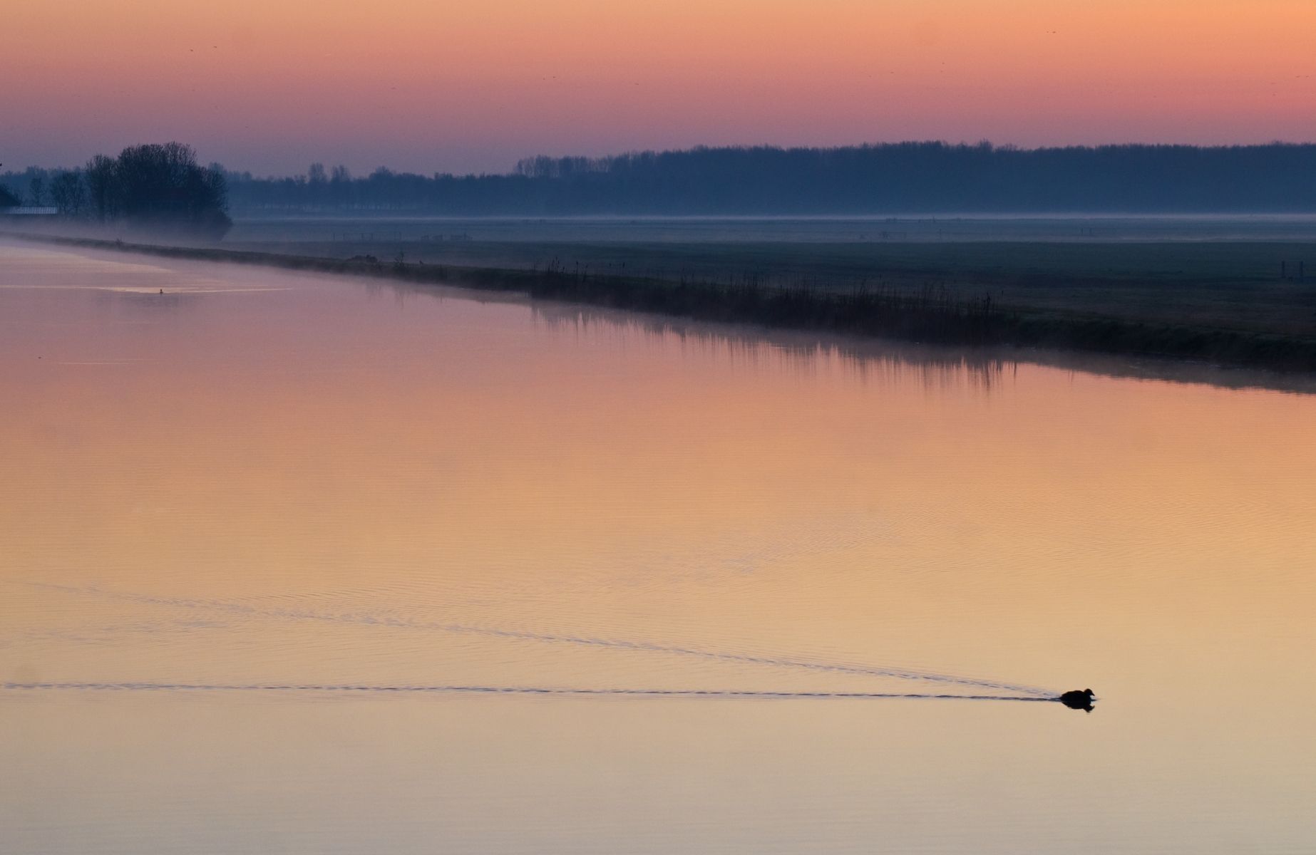 Dutch 'Polder' view (cultivated water / meadow), Netherlands