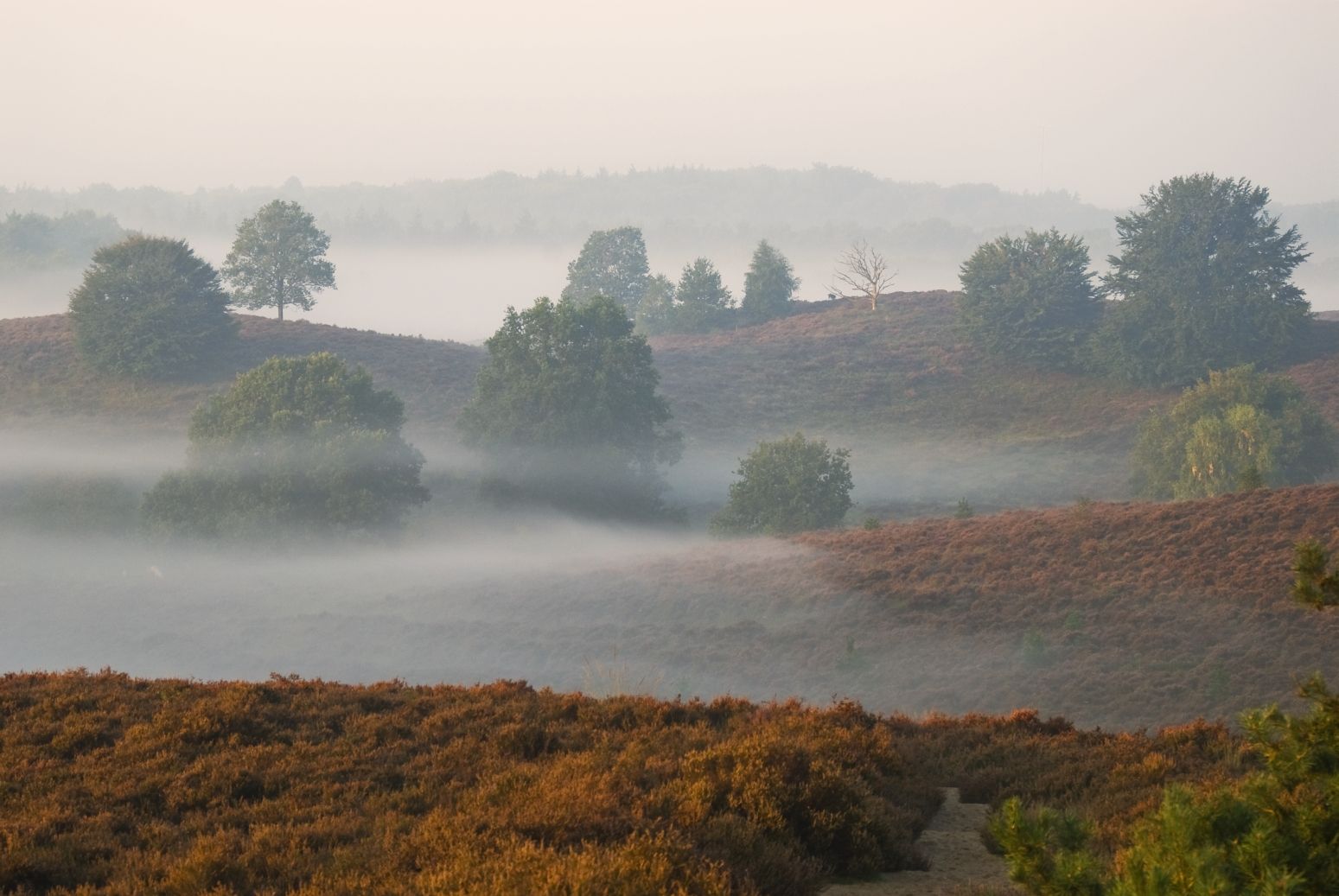 Early morning - fog location, Netherlands
