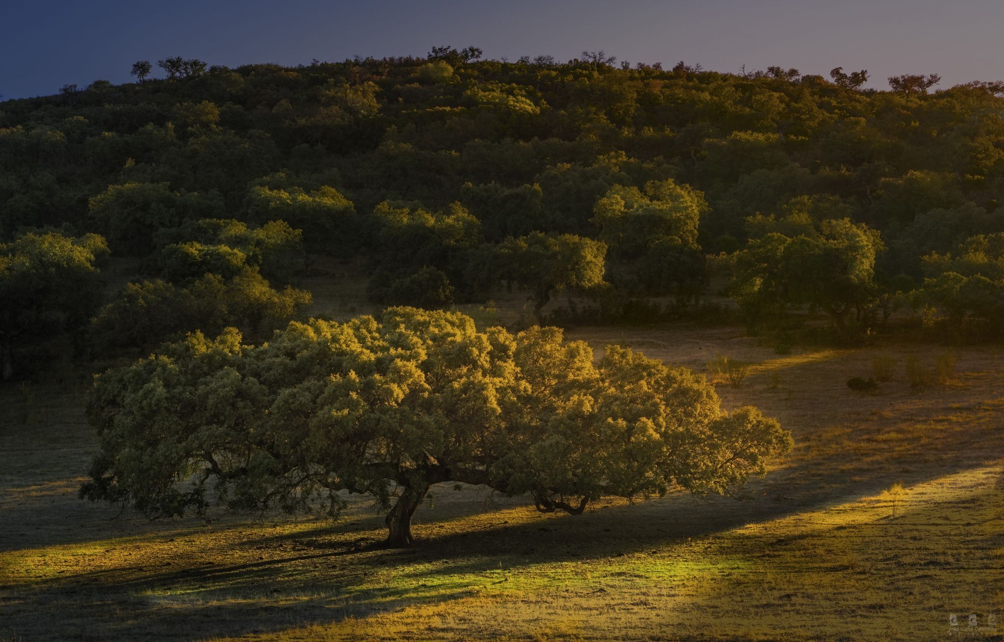 Encina, Spain