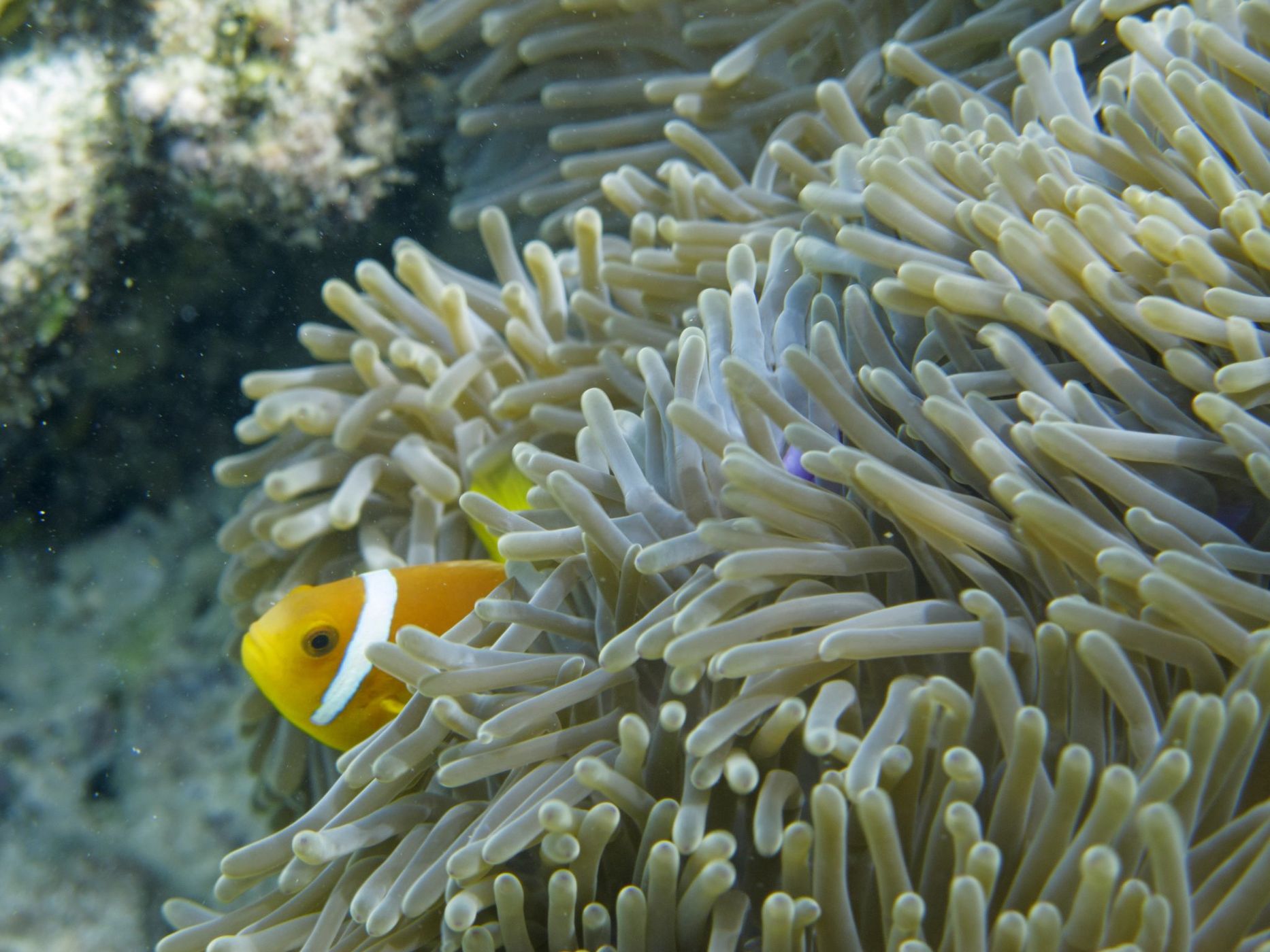 Eriyadu, Maldives