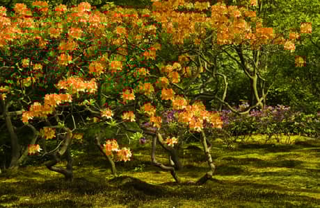 Japanese Garden in Park Clingendael, The Hague