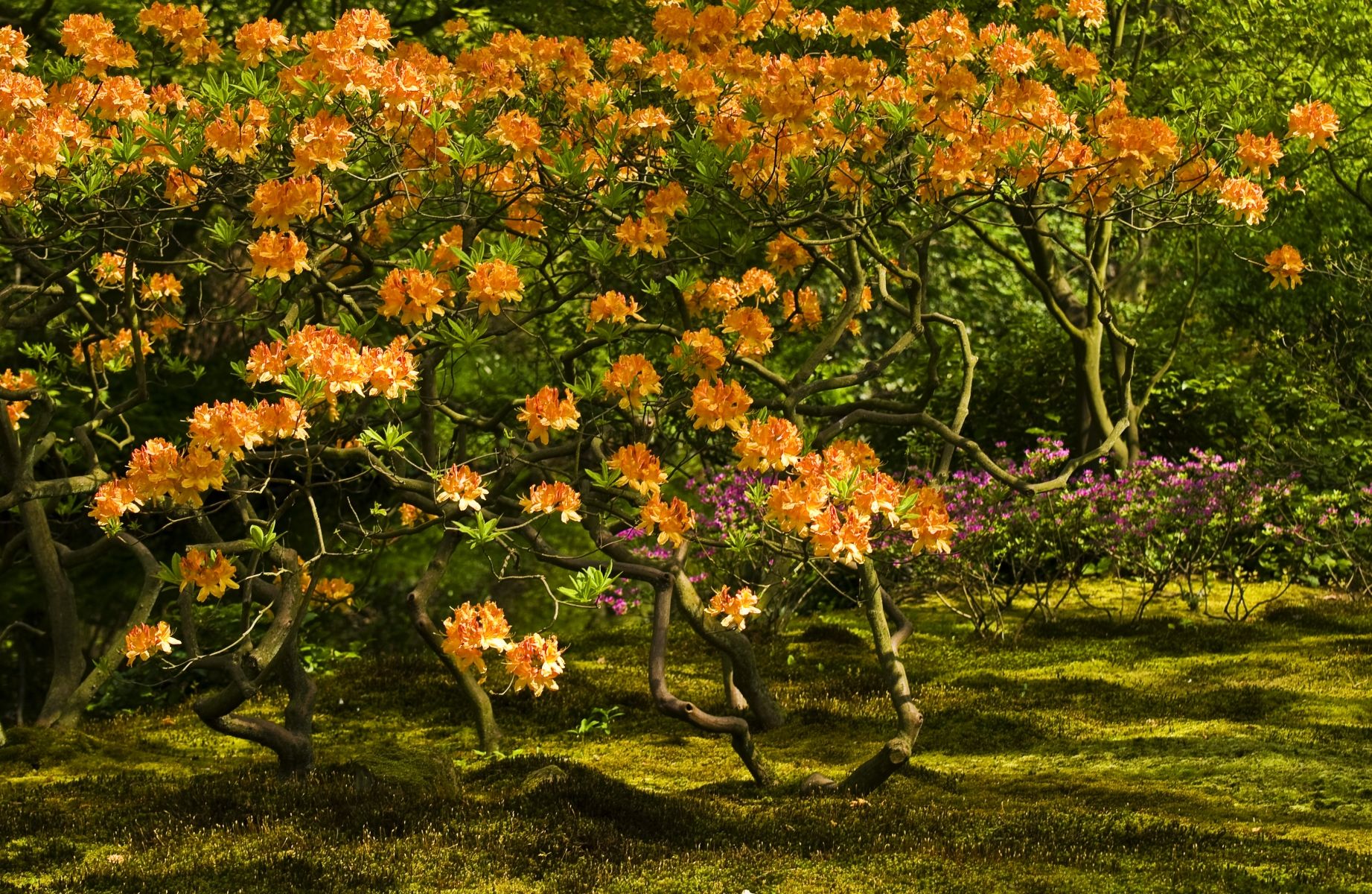 Japanese Garden in Park Clingendael, The Hague, Netherlands
