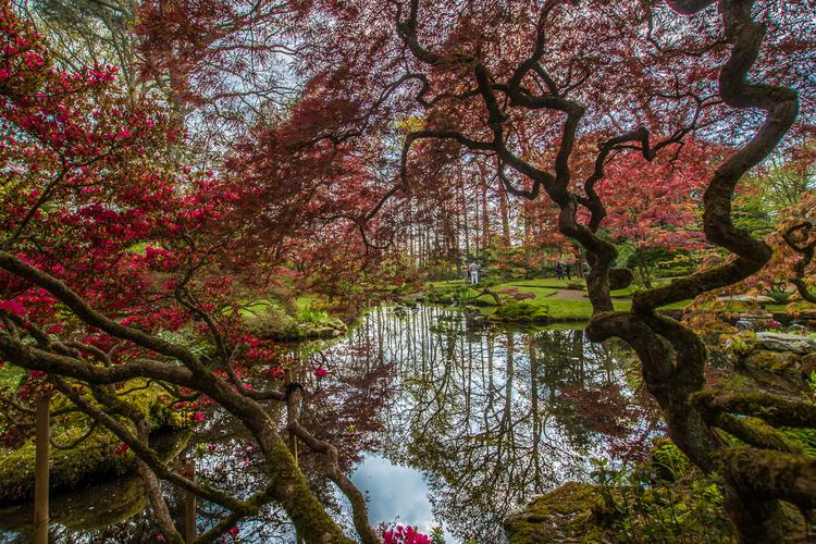 Japanese Garden The Hague