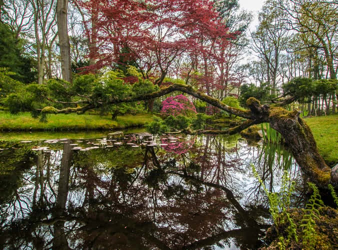 Japanese Garden The Hague