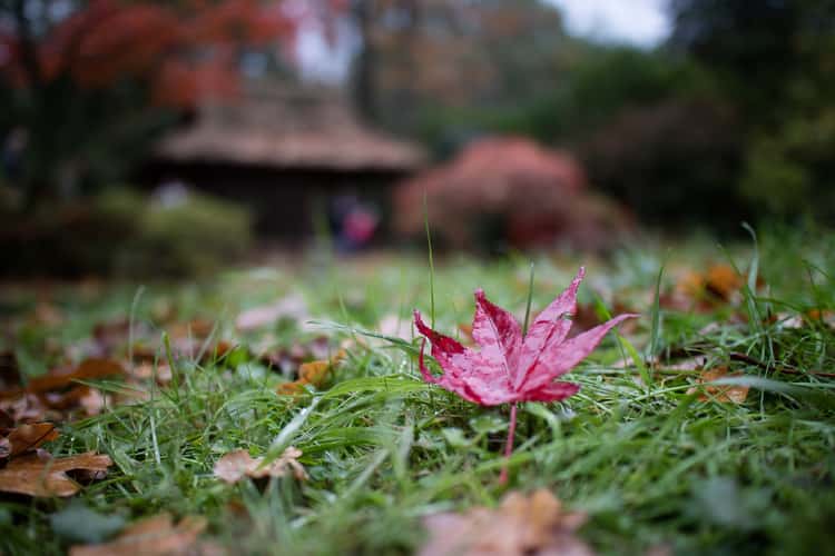 Japanese Garden The Hague