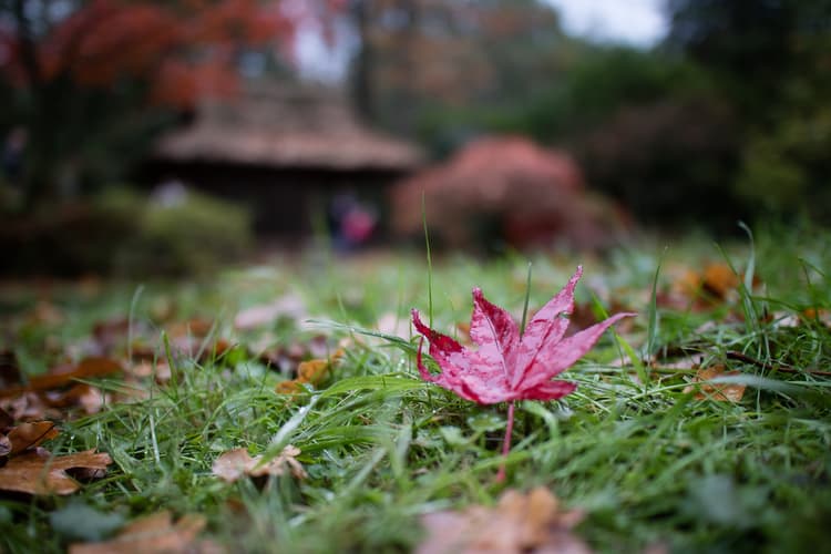 Japanese Garden The Hague