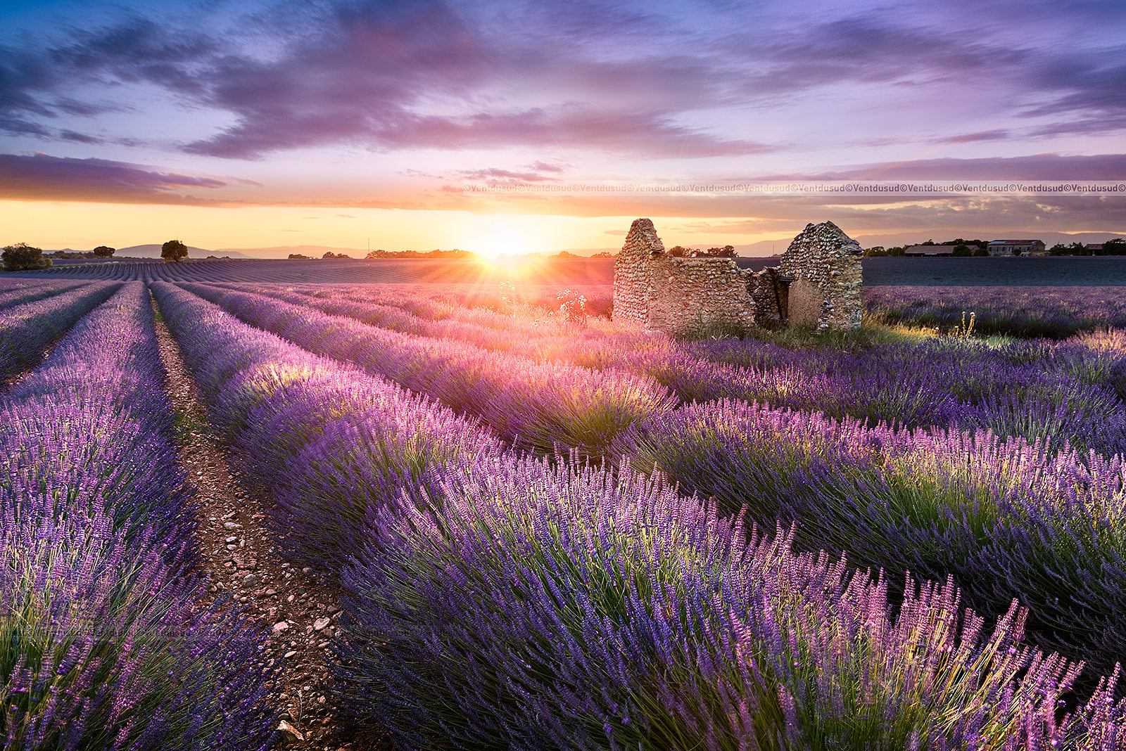 Old hut spot on lavender field, France