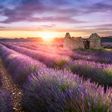 Old hut spot on lavender field, France