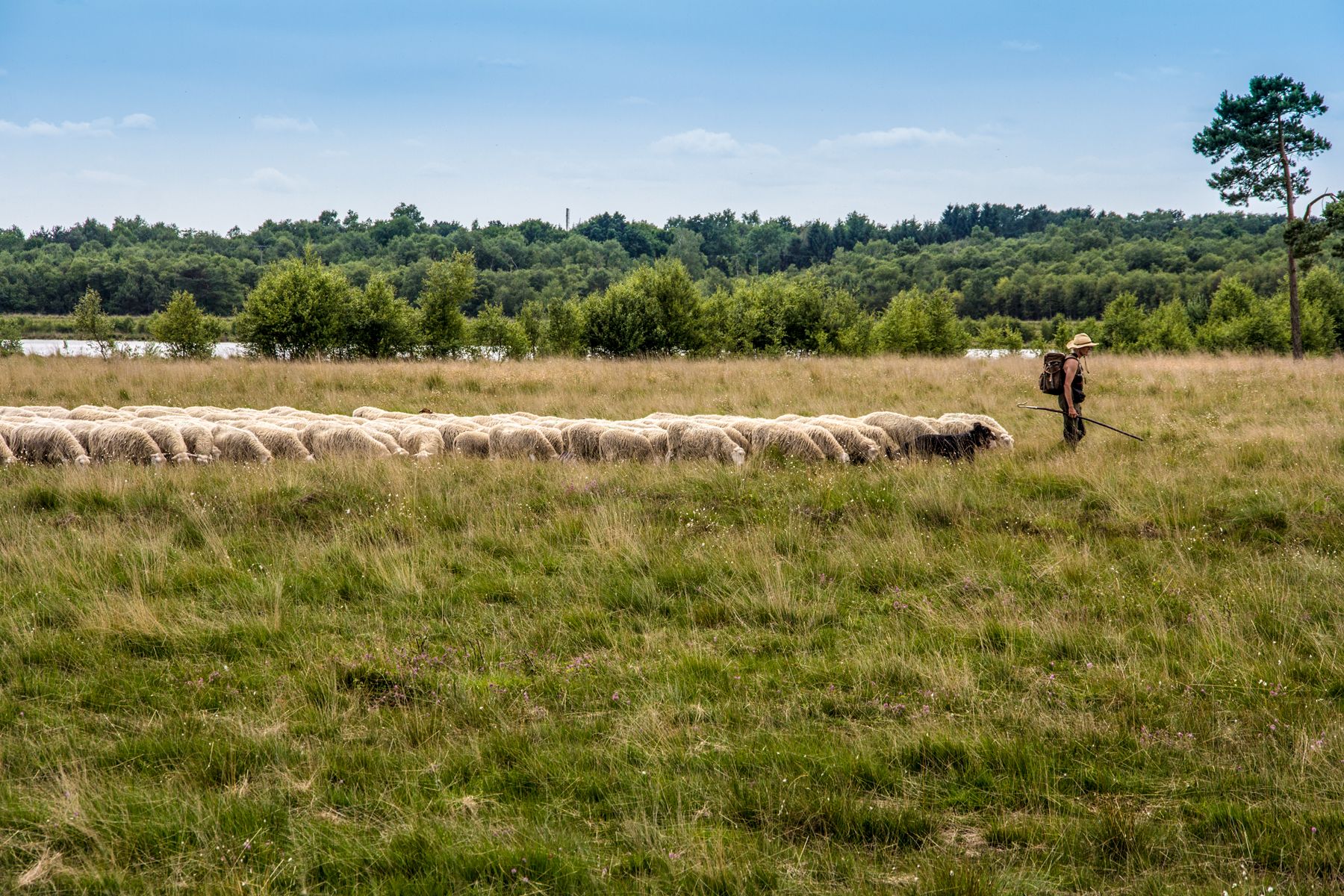 Sheep at Wietingsmoor, Germany