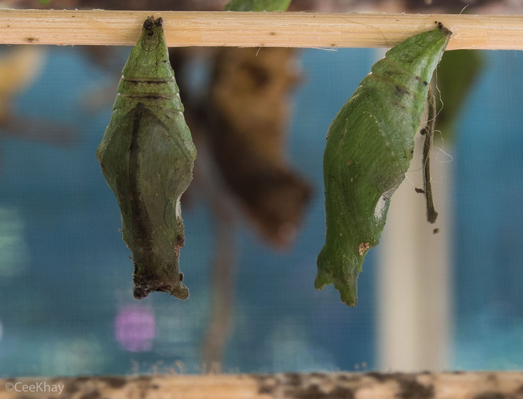 Siam Insect Zoo, Thailand