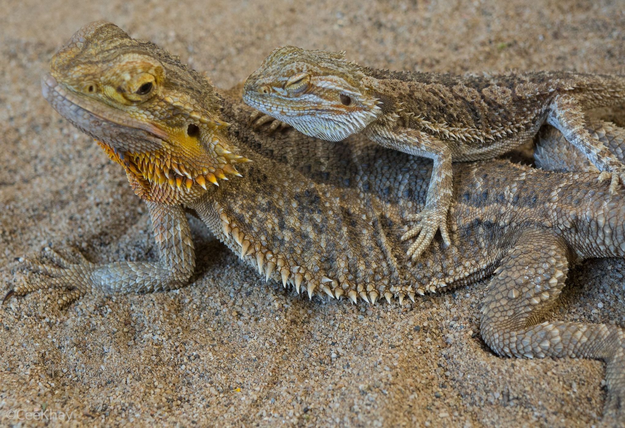 Siam Insect Zoo, Thailand