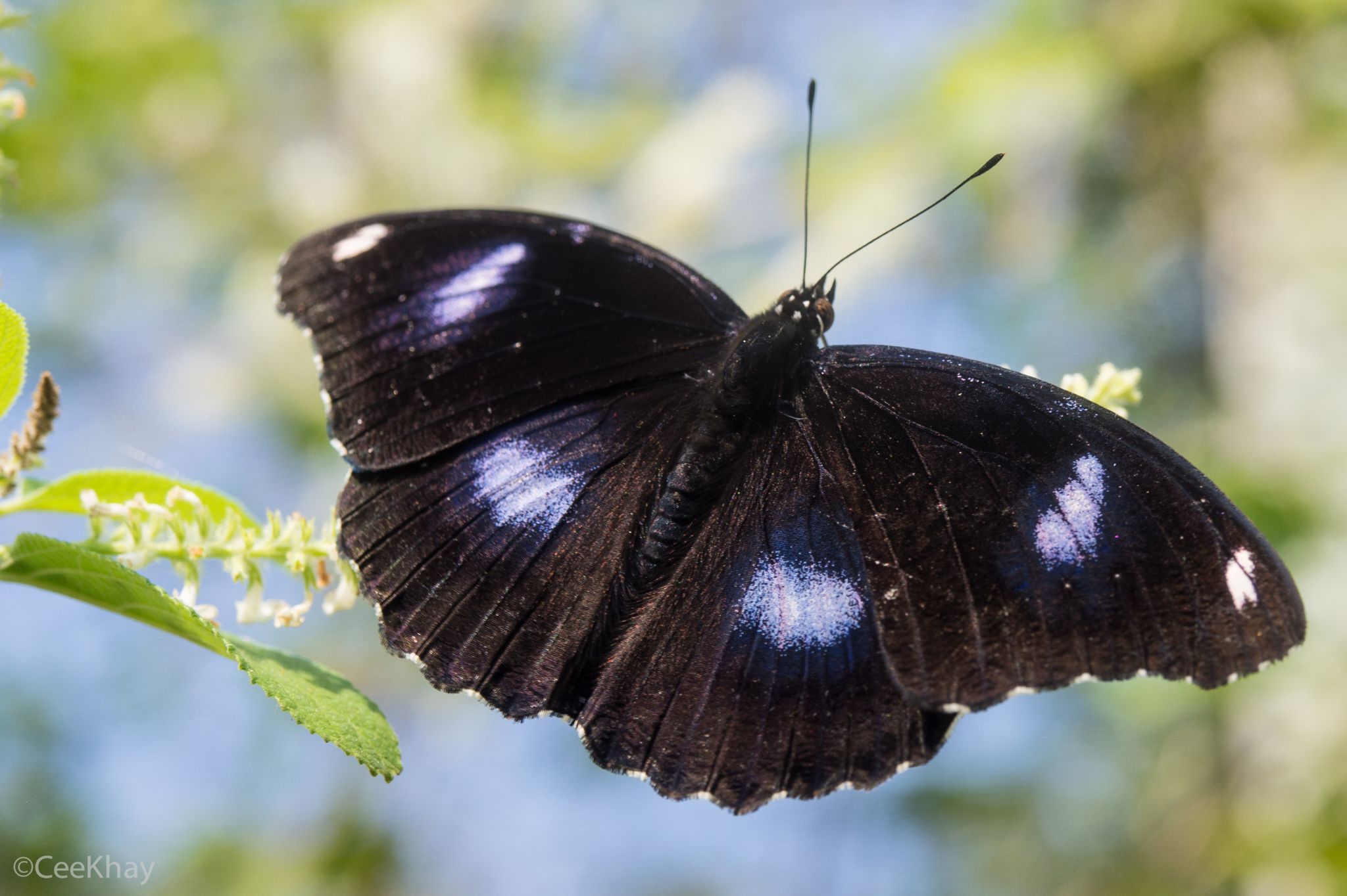 Siam Insect Zoo, Thailand