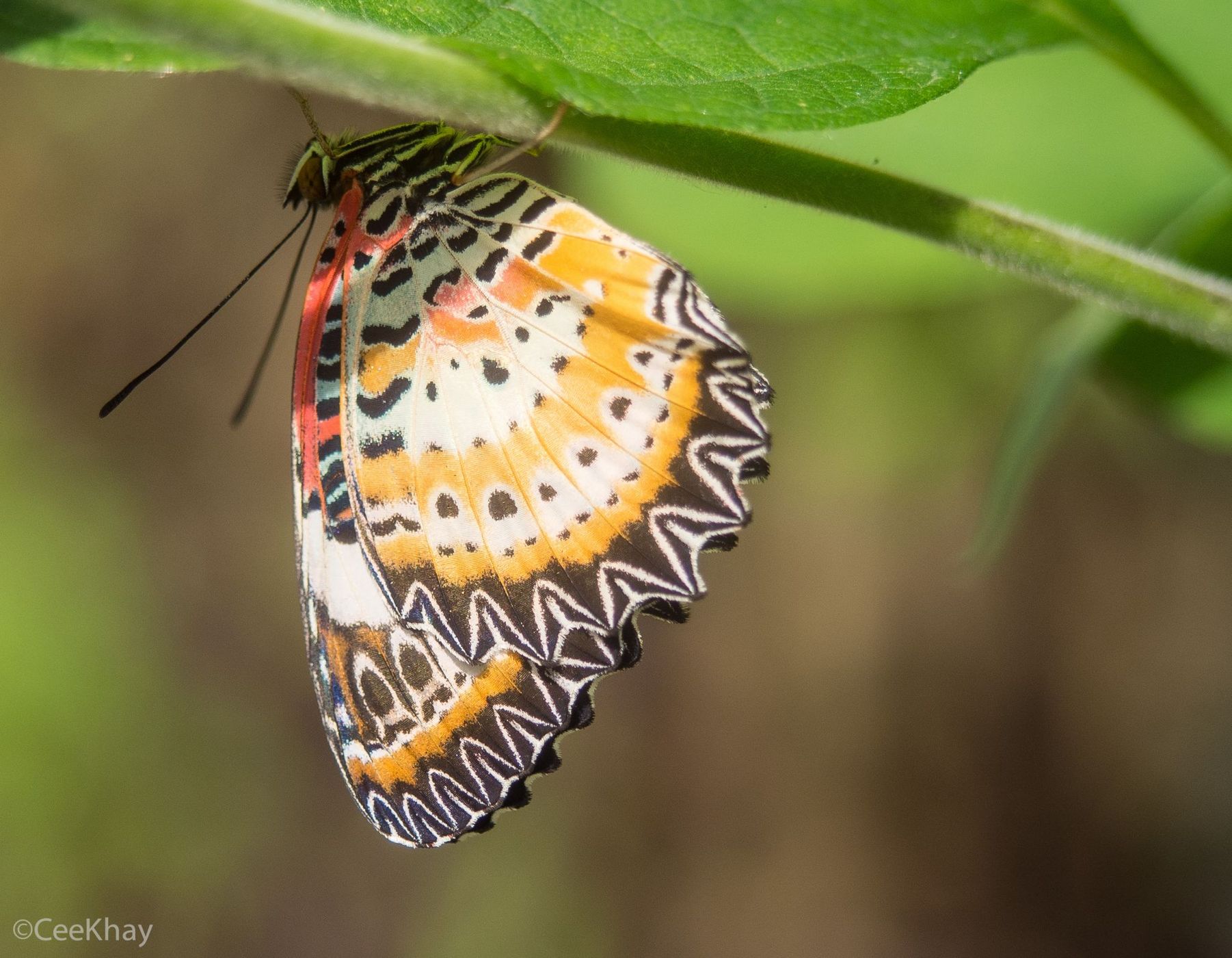 Siam Insect Zoo, Thailand