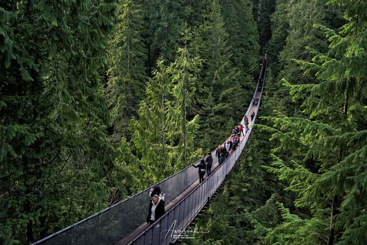 The Capilano Suspension Bridge