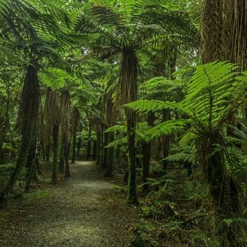 The Rain Forest at Roaring Billy Falls, New Zealand