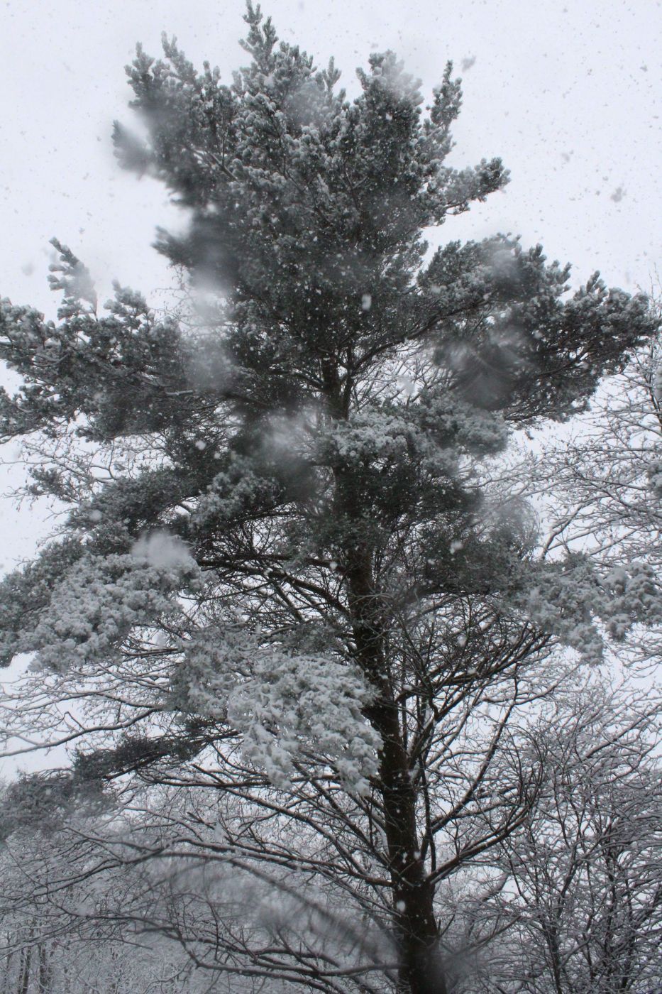 Woods, United Kingdom