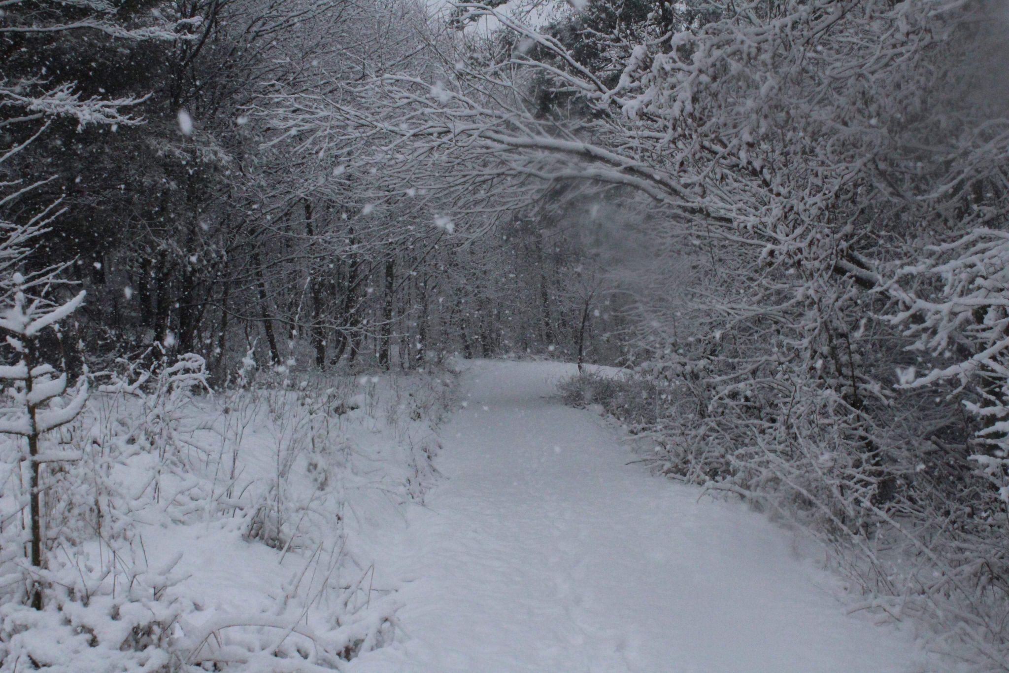 Woods, United Kingdom
