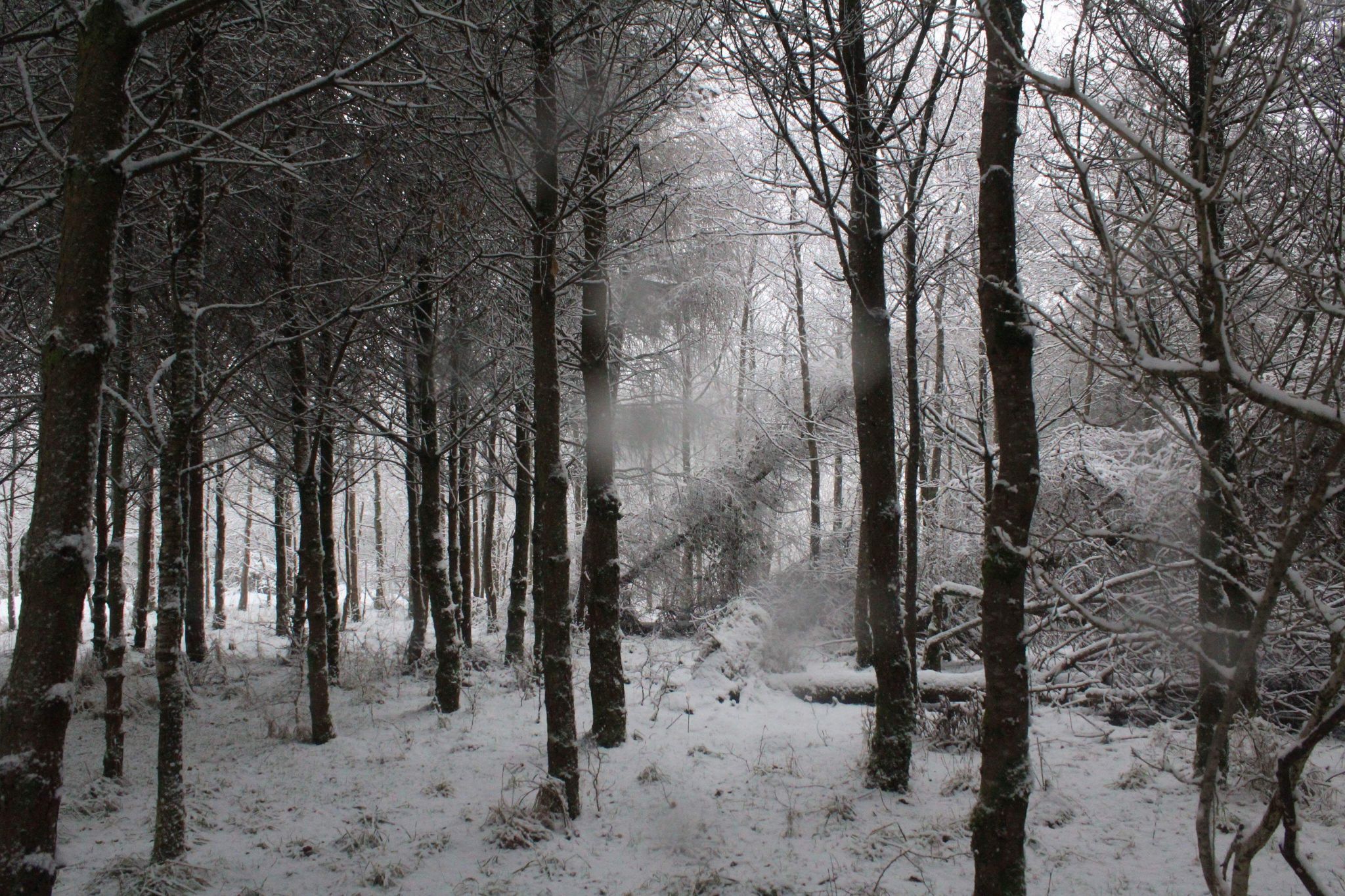 Woods, United Kingdom