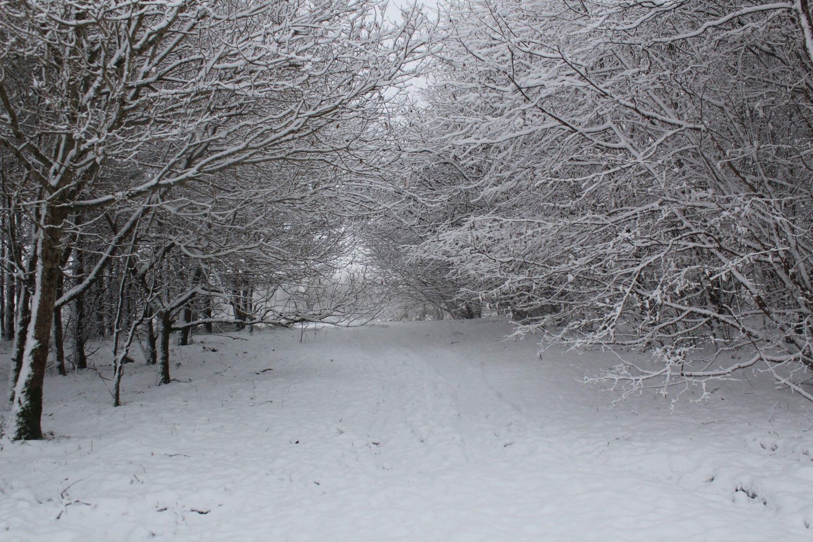 Woods, United Kingdom