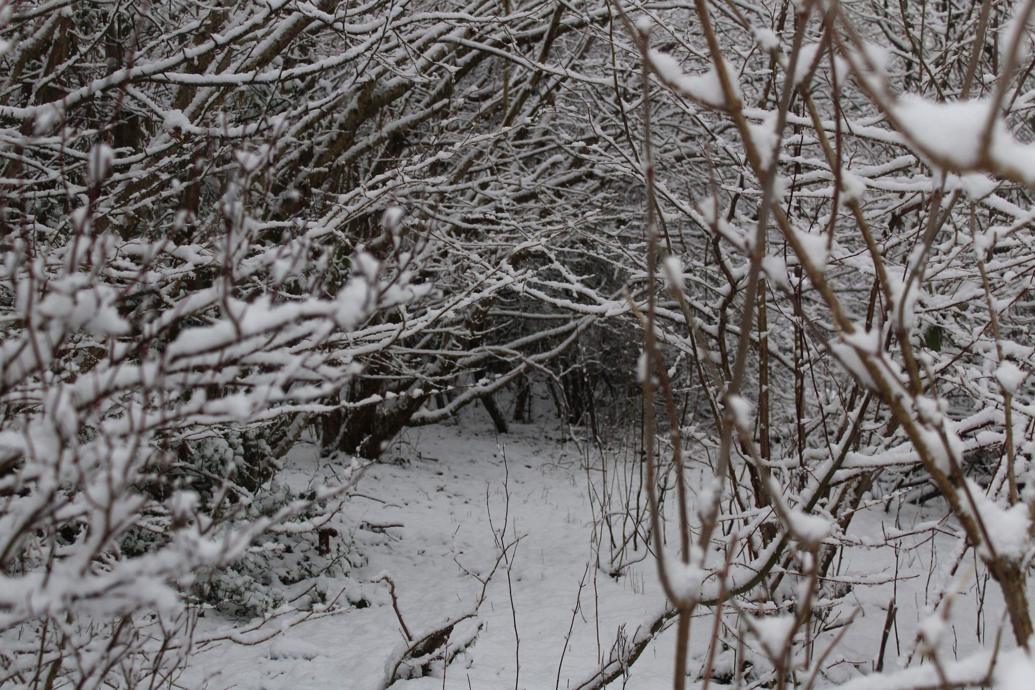 Woods, United Kingdom