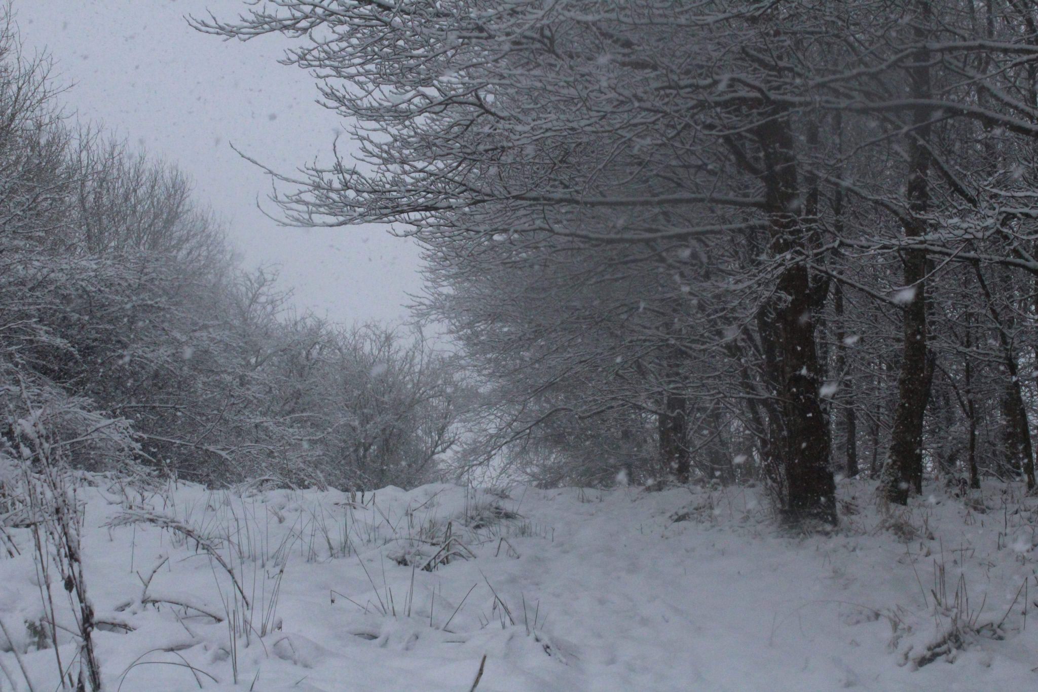 Woods, United Kingdom