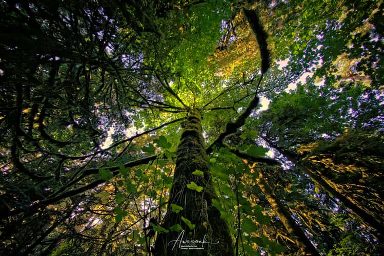 Cathedral Grove
