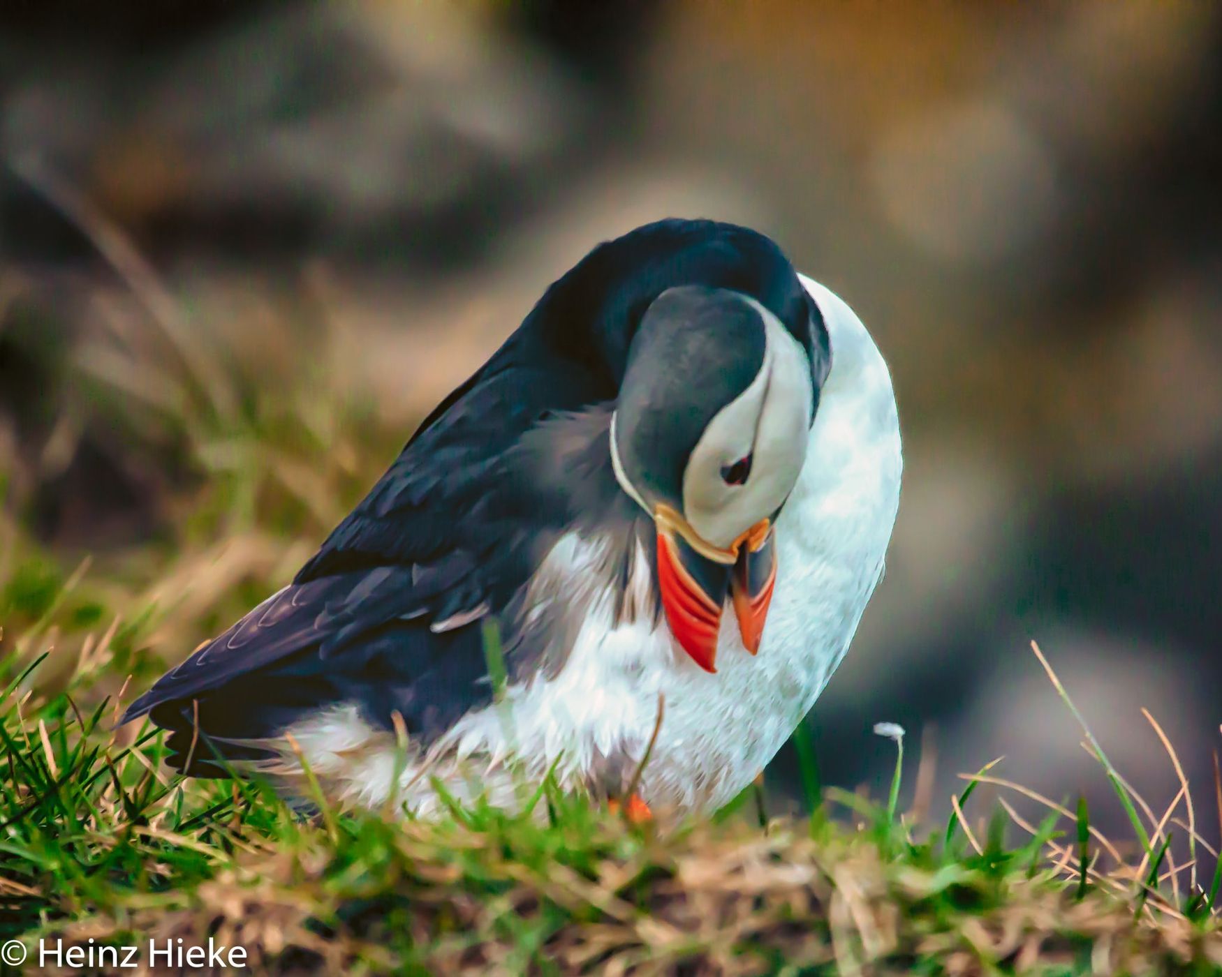 Puffins in the south of Iceland, Iceland