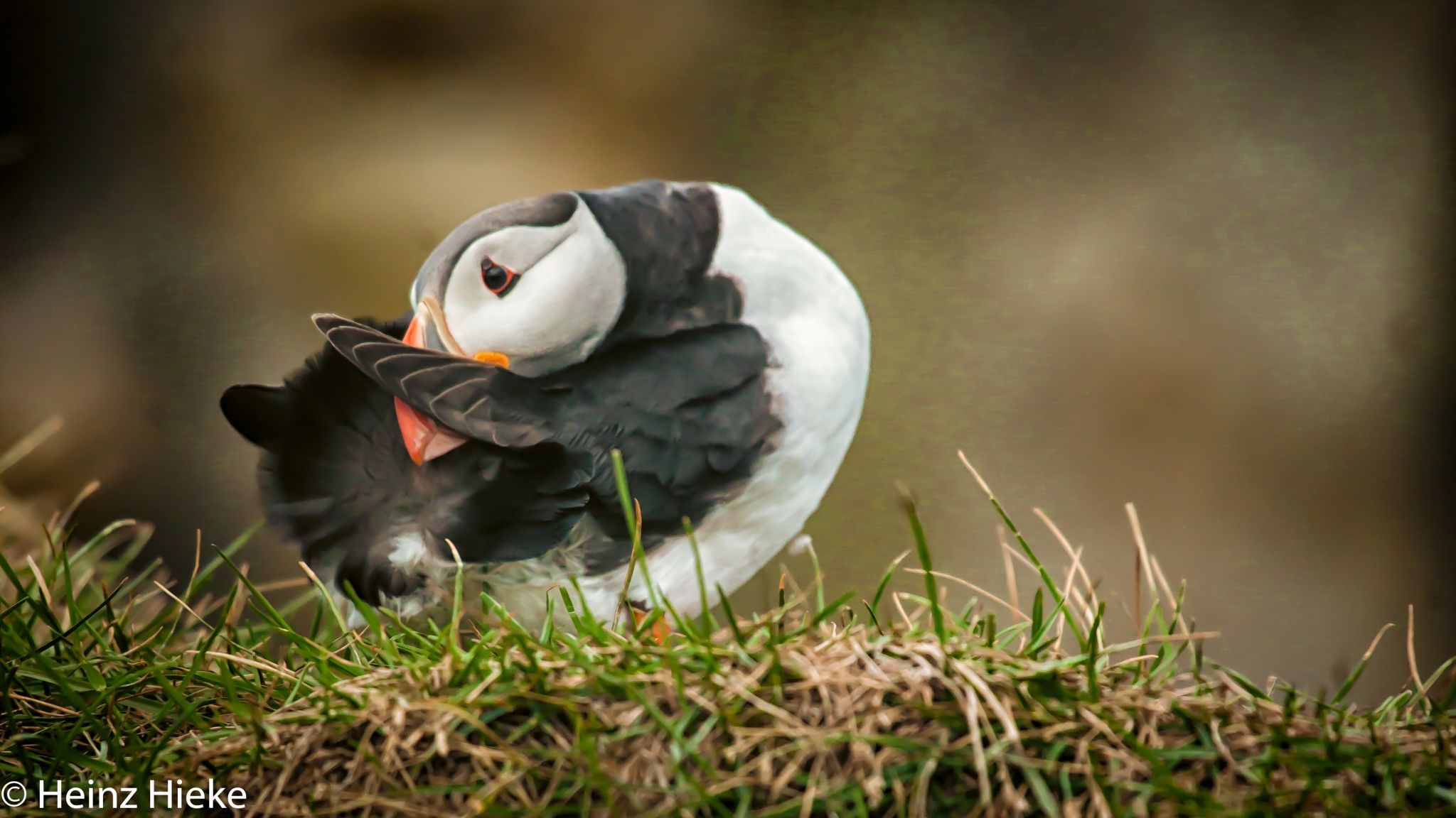 Puffins in the south of Iceland, Iceland