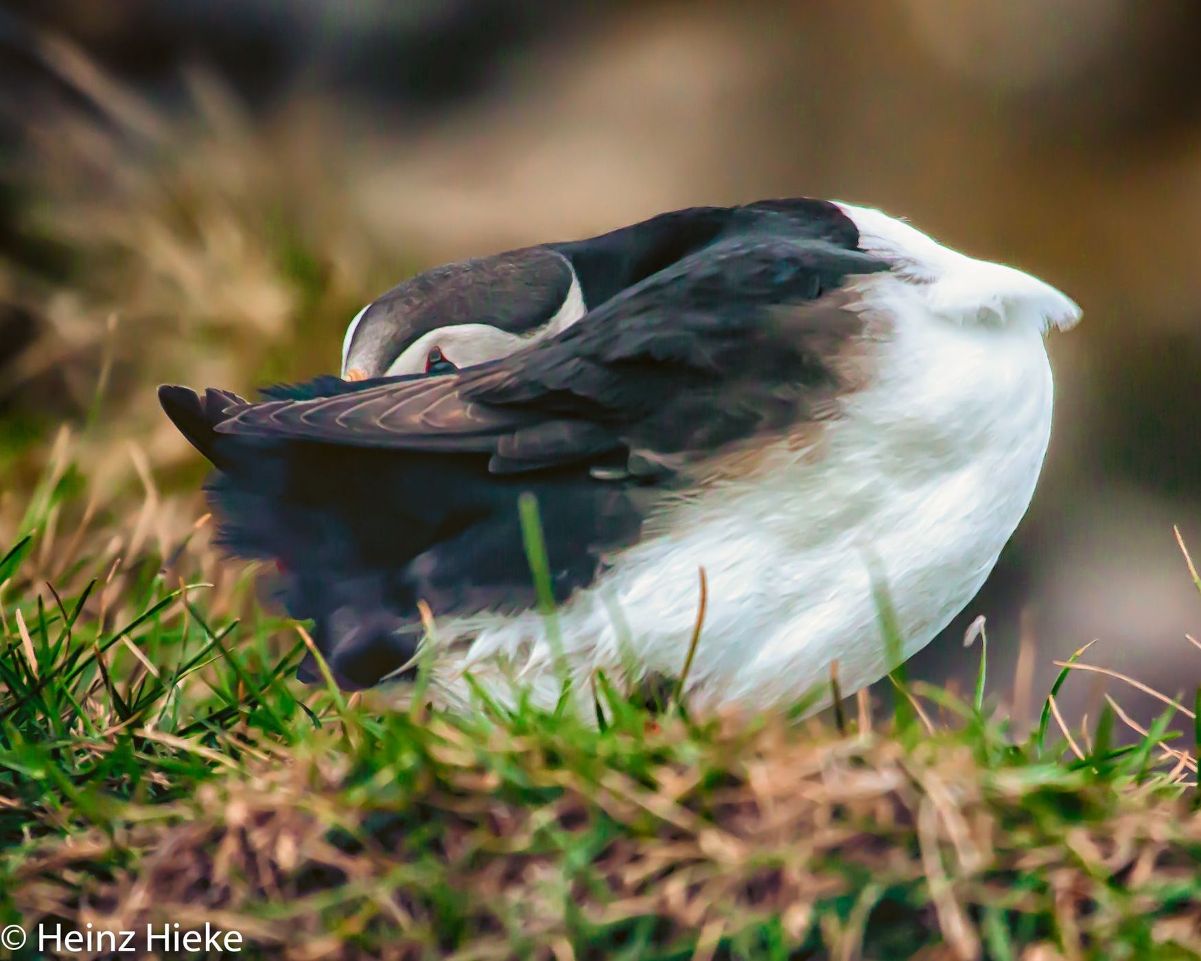 Puffins in the south of Iceland, Iceland