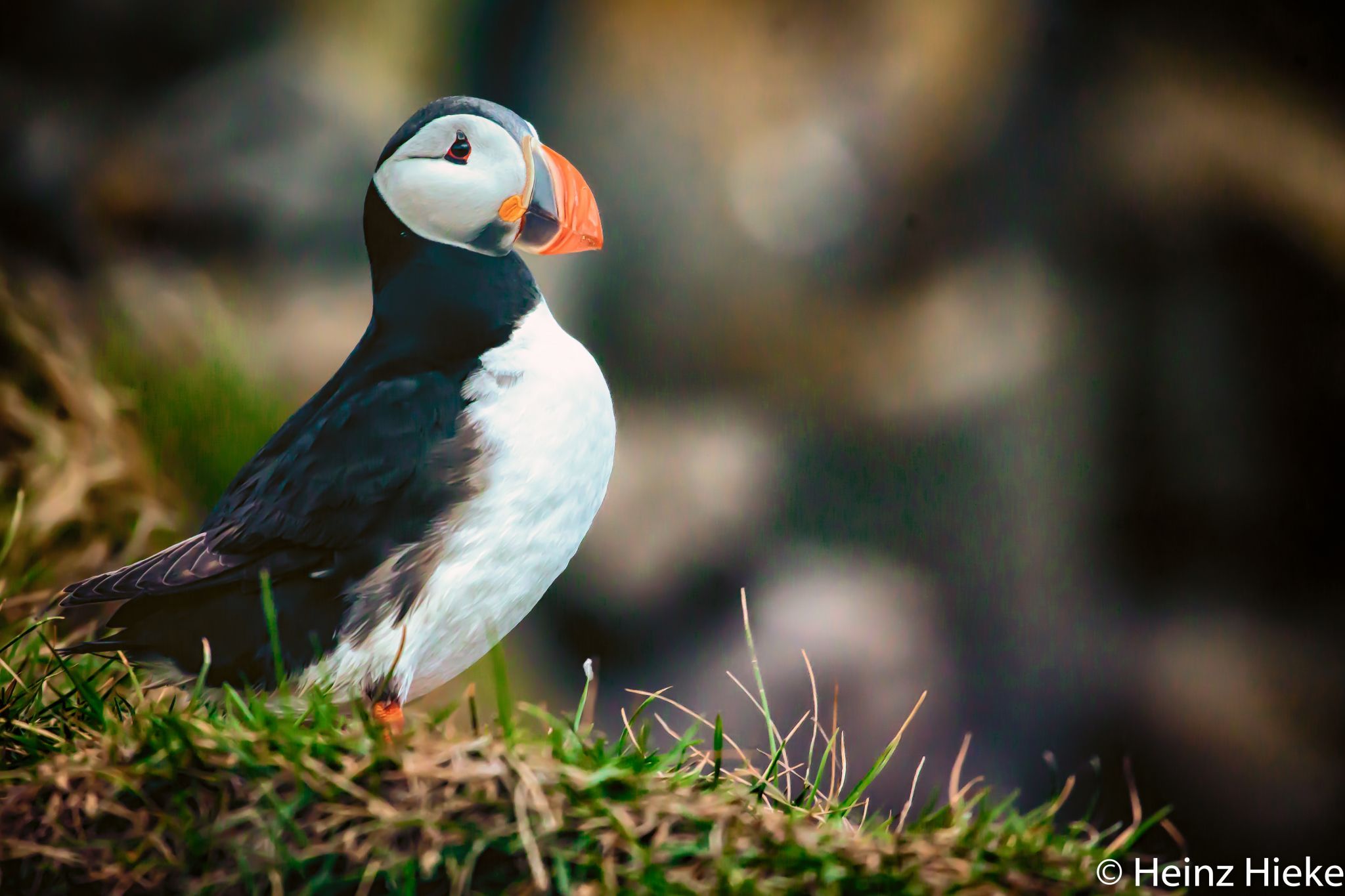 Puffins in the south of Iceland, Iceland