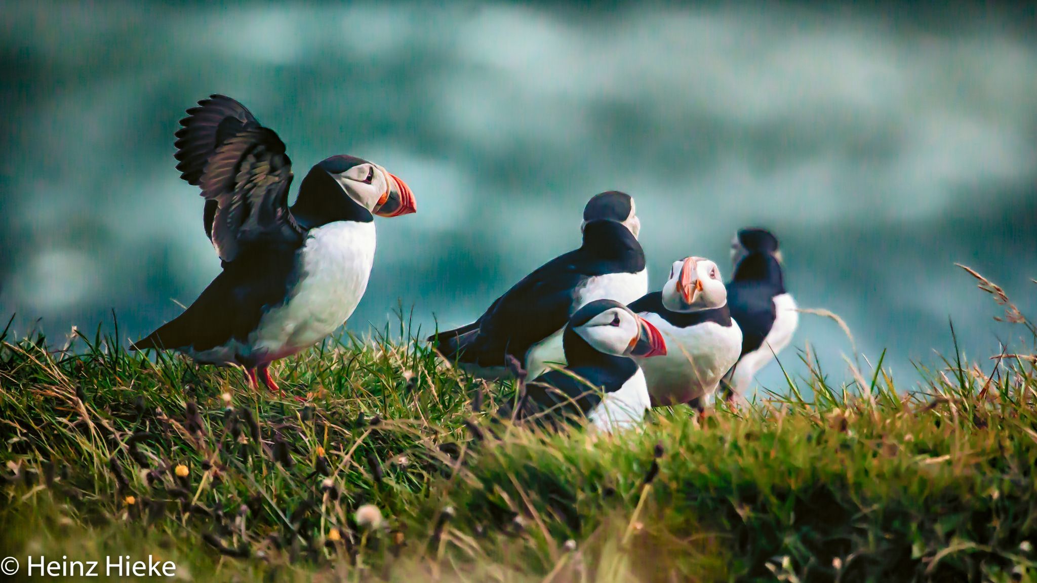 Puffins in the south of Iceland, Iceland