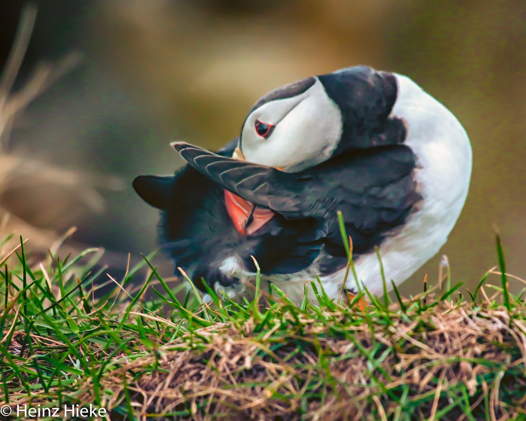 Puffins in the south of Iceland, Iceland