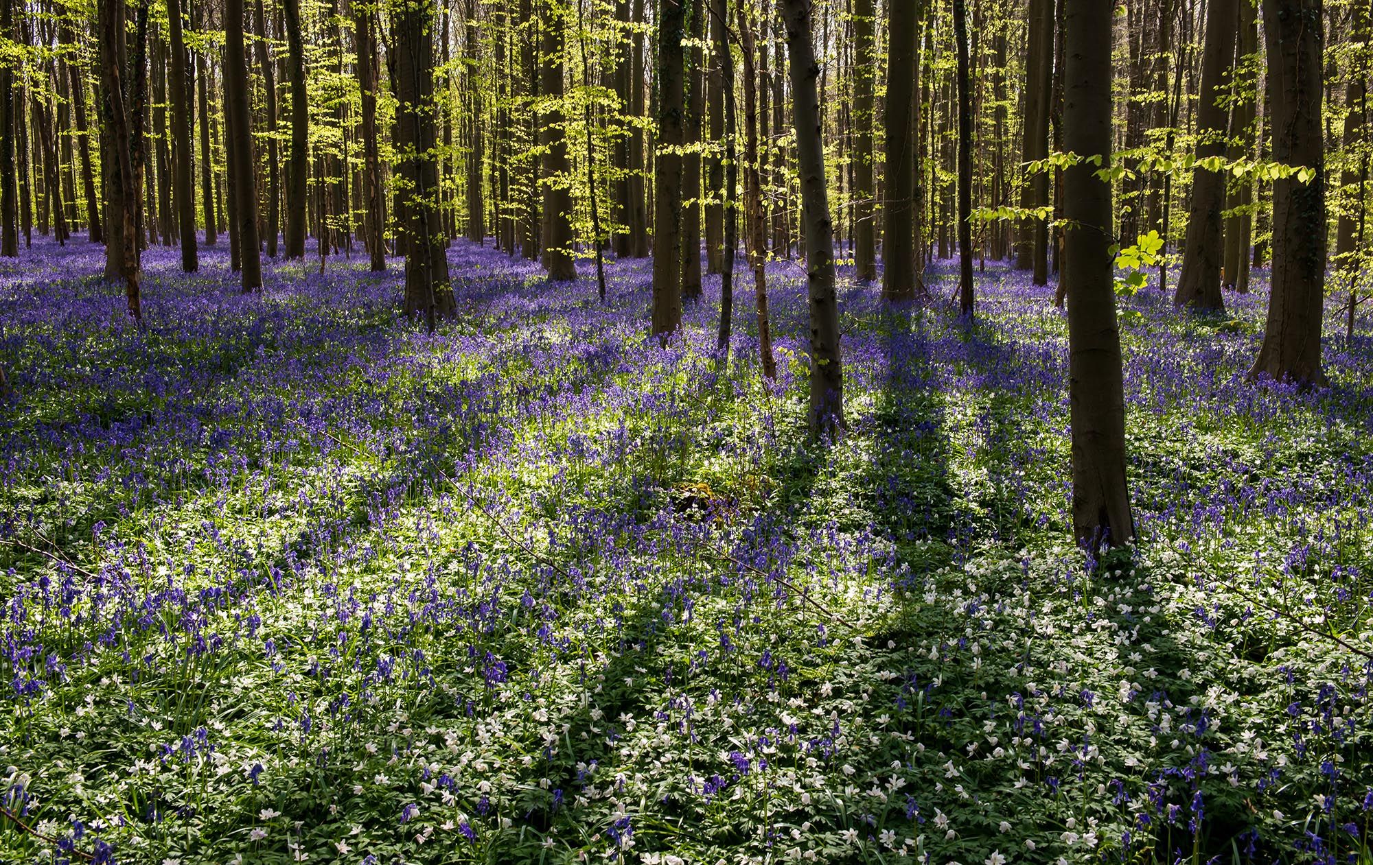 Fairytale forest, Belgium